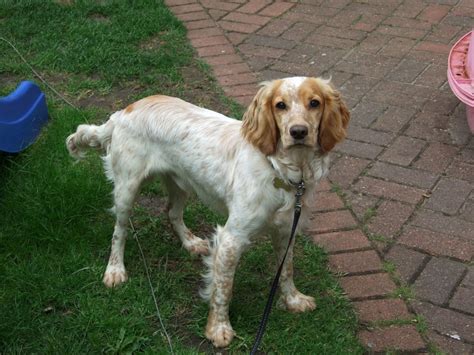 cocker spaniel ginger and white.